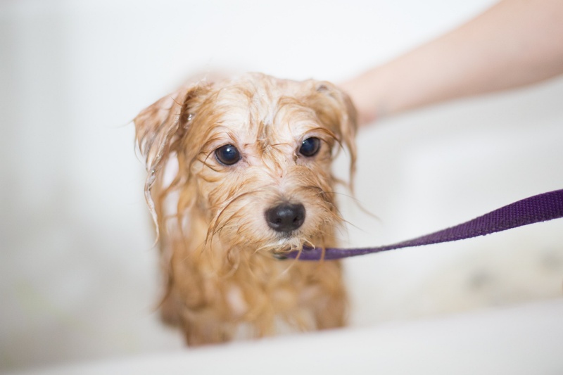 Dog Grooming in Acworth, GA